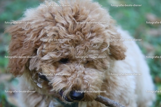 1P8A0592 | Fotografie, Tiere, Hunde, Katzen, Pferde, Sportfotografie, Fotosession, Tierfotografie, Turnierfotografie, Fotografin, Fotograf - Realisiert mit Pictrs.com