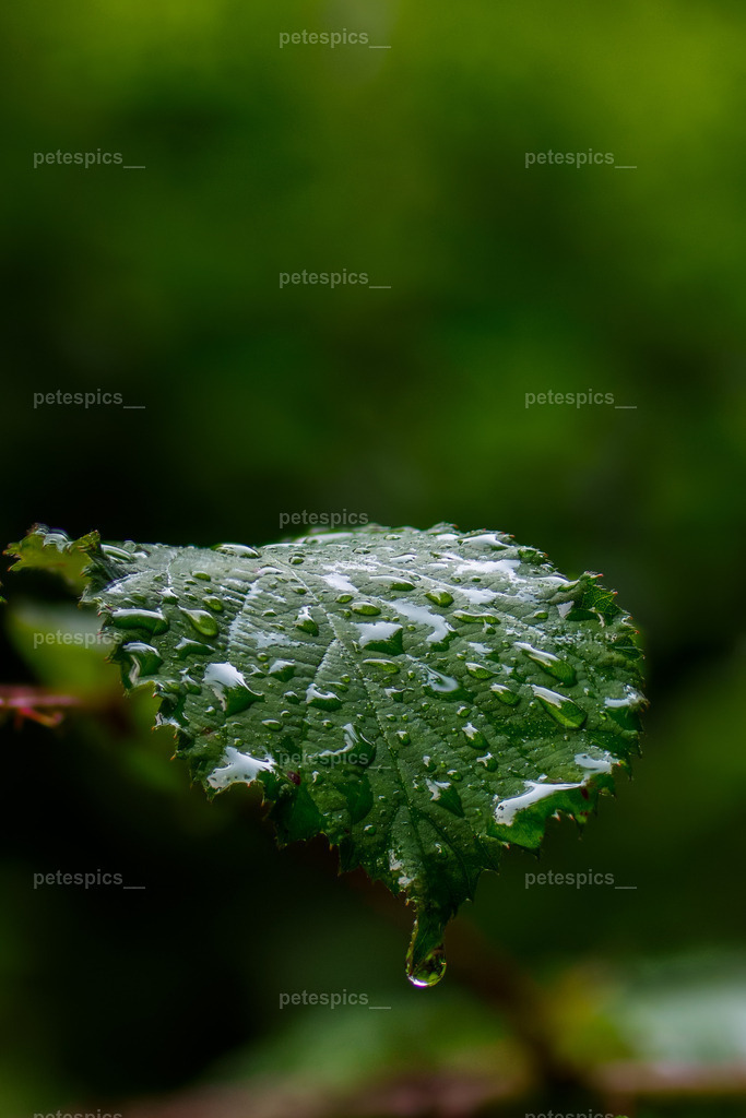 _76A1862 | petespics