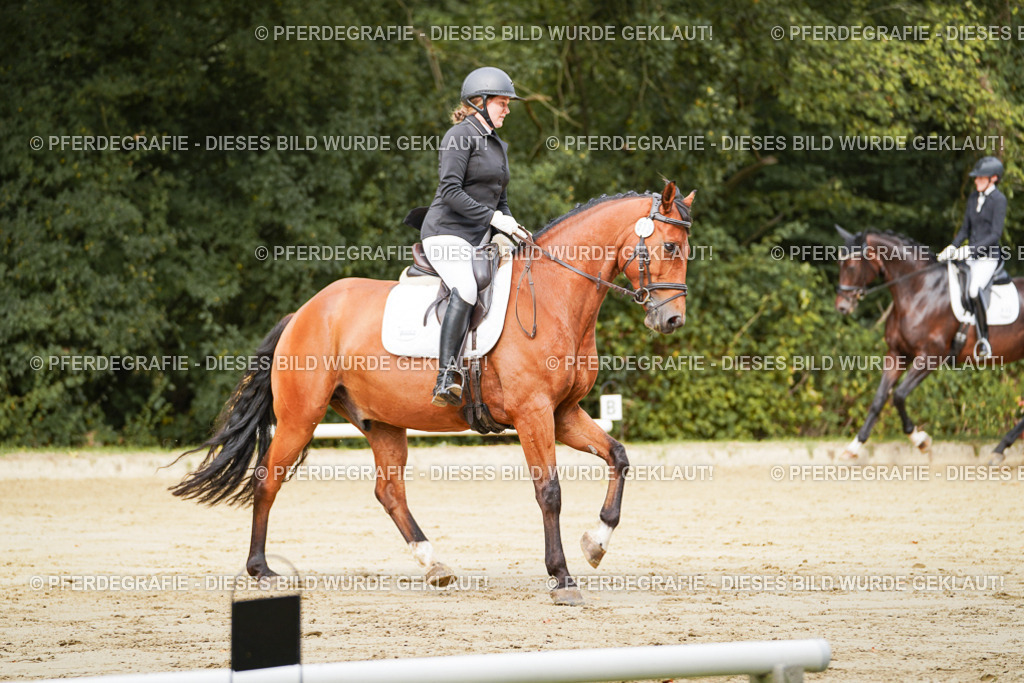 DSC02000 | Pferdegrafie