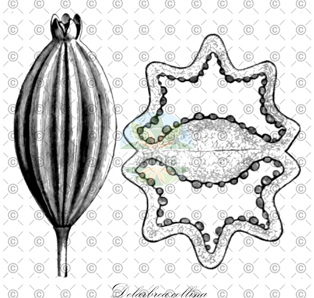 HistAbb_wfo-0000639405_1_ENZY_Simple | Historische Abbildung von Delarbrea collina - Myodocarpaceae | Historical Illustration of Delarbrea collina - Myodocarpaceae