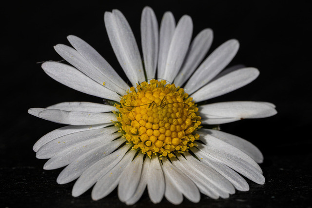 Blüte von einem Gänseblümchen | Die weiße Blüte von einem Gänseblümchen - Realisiert mit Pictrs.com