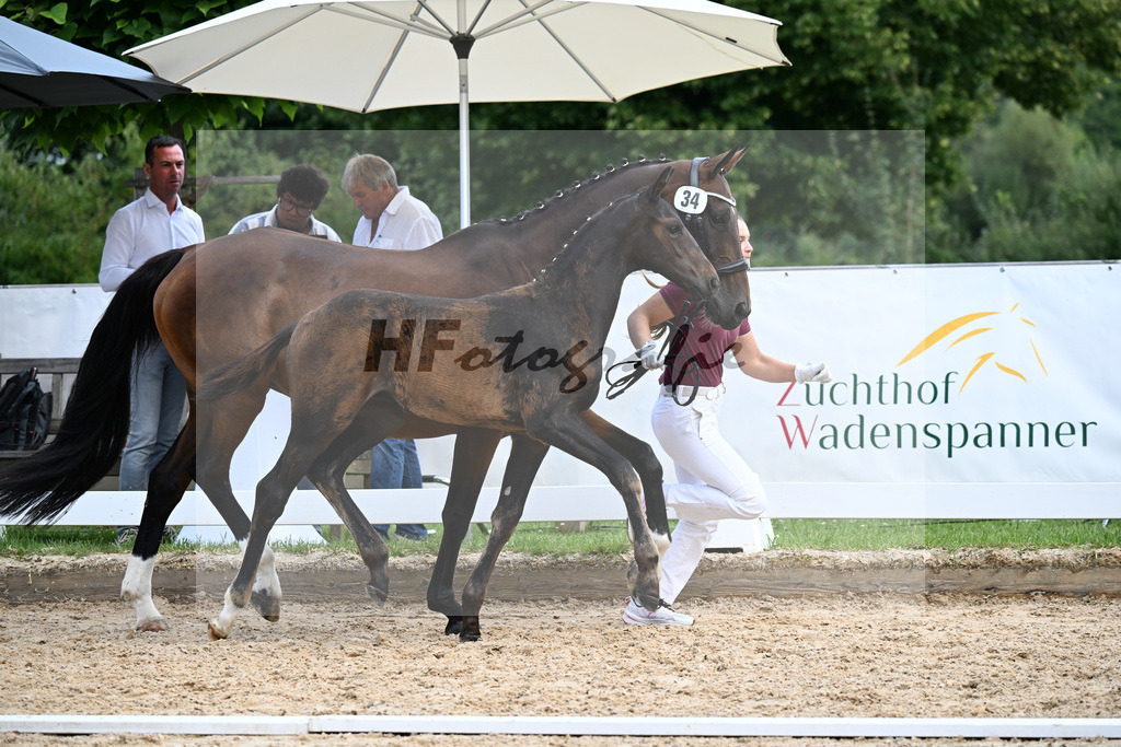 Kat-Nr. 34 Va Bene x De Niro_HF_Sommer_29251032 | hf-fotografie - Realizzato con Pictrs.com