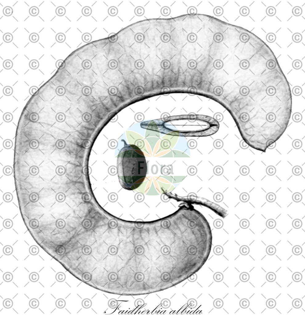 HistAbb_wfo-0001330469_1_ENZY_Simple | Historische Abbildung von Faidherbia albida - Fabaceae | Historical Illustration of Faidherbia albida - Fabaceae