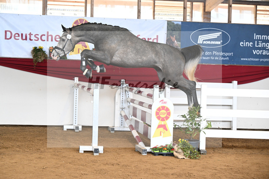 Kat-Nr. 44 Harry v. Hickstead White_Koeniger_16250748 | hf-fotografie - Realisiert mit Pictrs.com