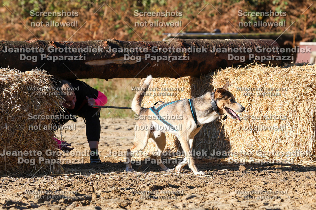 Dog Paparazzi - Strongdog 10-25-1488 | Dog Paparazzi Jeanette Grottendiek Fotografie & Videografie - Realisiert mit Pictrs.com