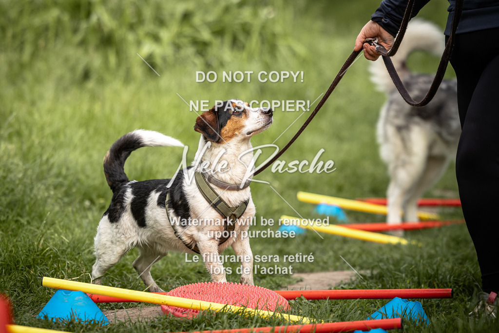 nelerasche_So-earlydog_41 | nelerasche