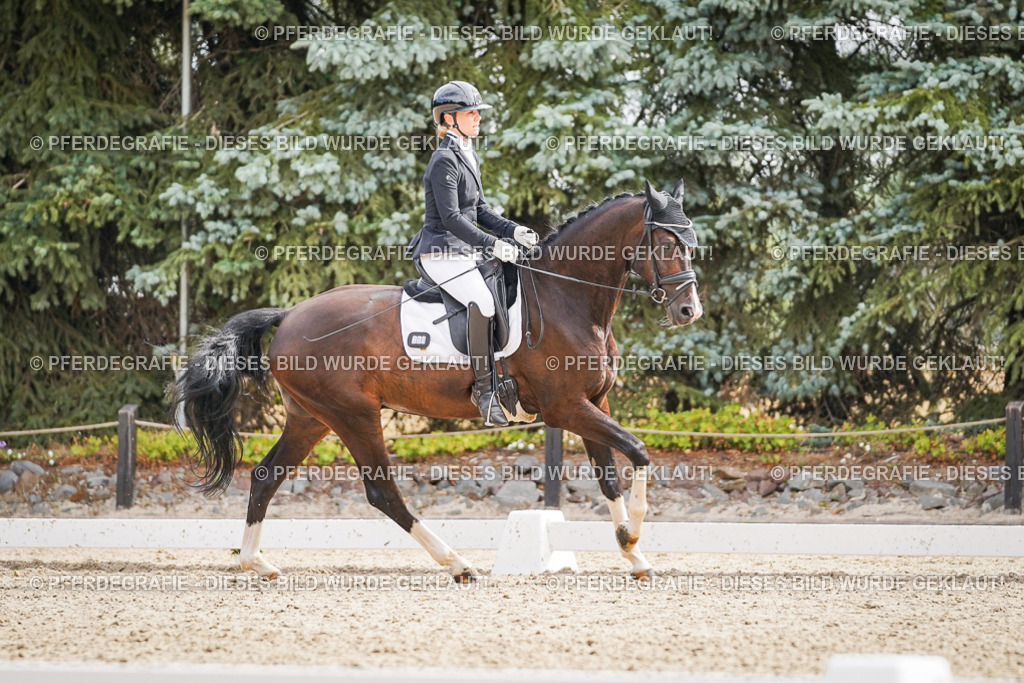 DSC01678 | Pferdegrafie