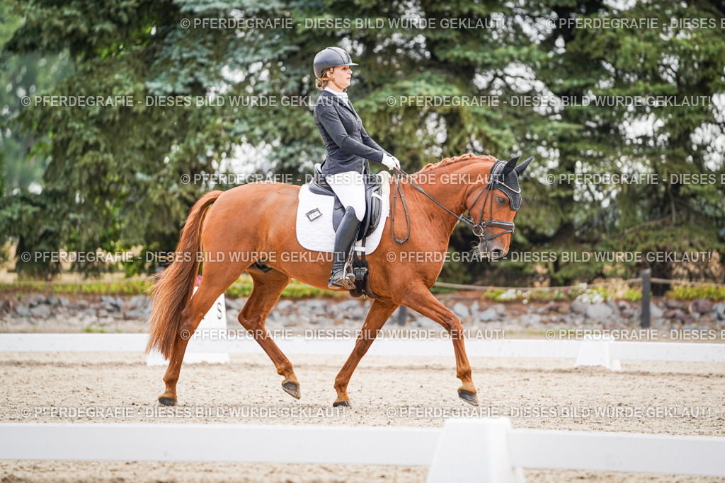 DSC01338 | Pferdegrafie