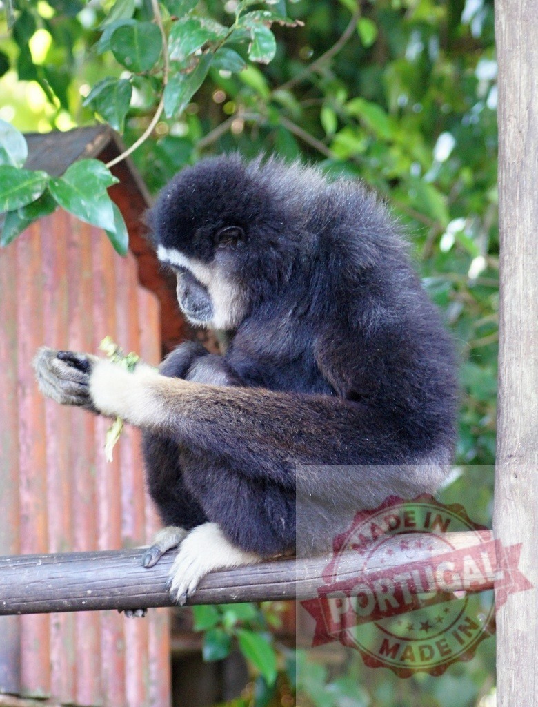Gibbon primate eating leaves on wooden perch | Gibbon primate with black and white fur sitting on a wooden perch eating leaves - Realized with Pictrs.com