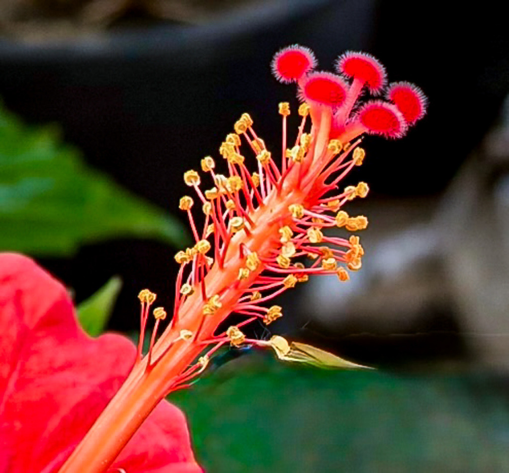 Tropical Hibiscus Stamen Close-Up | Detailed macro close-up of a tropical red hibiscus flower stamen with vibrant colors and delicate botanical structures. - Realisiert mit Pictrs.com