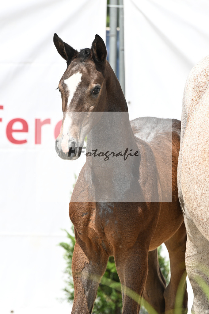 Cornets Balou x Casall_Gross_12250702 | hf-fotografie - Realisiert mit Pictrs.com