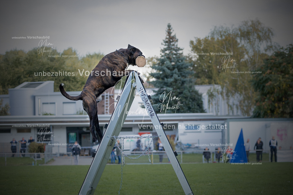 _16A5714-1 | Einzigartige Fotos von Hunden & Menschen –Actionfotos, Portraits, Vereinsaufnahmen & Paarshootings – authentisch, lebendig & mit Herz.
