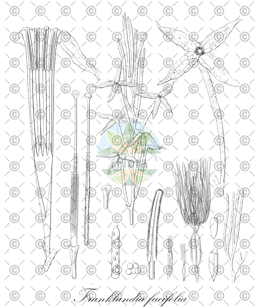 HistAbb_wfo-0000692173_2_ENZY_Simple | Historische Abbildung von Franklandia fucifolia - Proteaceae | Historical Illustration of Franklandia fucifolia - Proteaceae