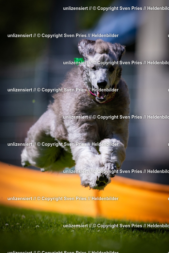 Sven Pries | 2025-08-10 - Hunderennen Durlach - Realisiert mit Pictrs.com