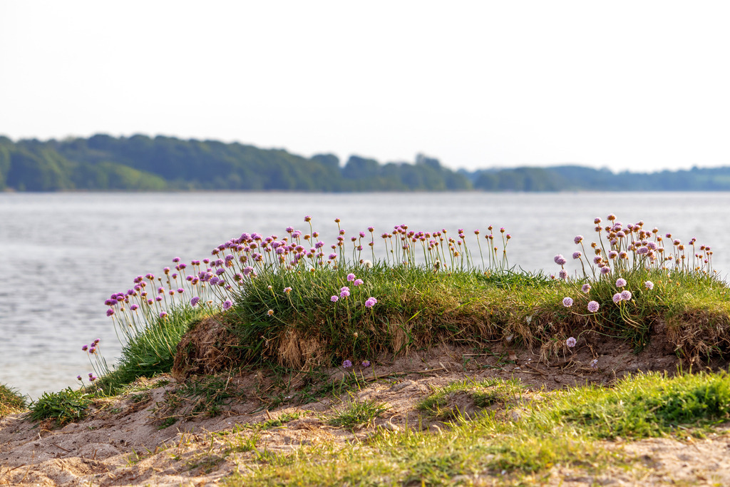 Wandbild: Blumen am Schleistrand Schneiderhaken | Dieses Wandbild im Querformat zeigt schöne Blumen am Schleistrand Schneiderhaken im Frühling. Die Blumen befinden sich auf einem kleinen Grashügel direkt am Schleistrand.  - Realisiert mit Pictrs.com