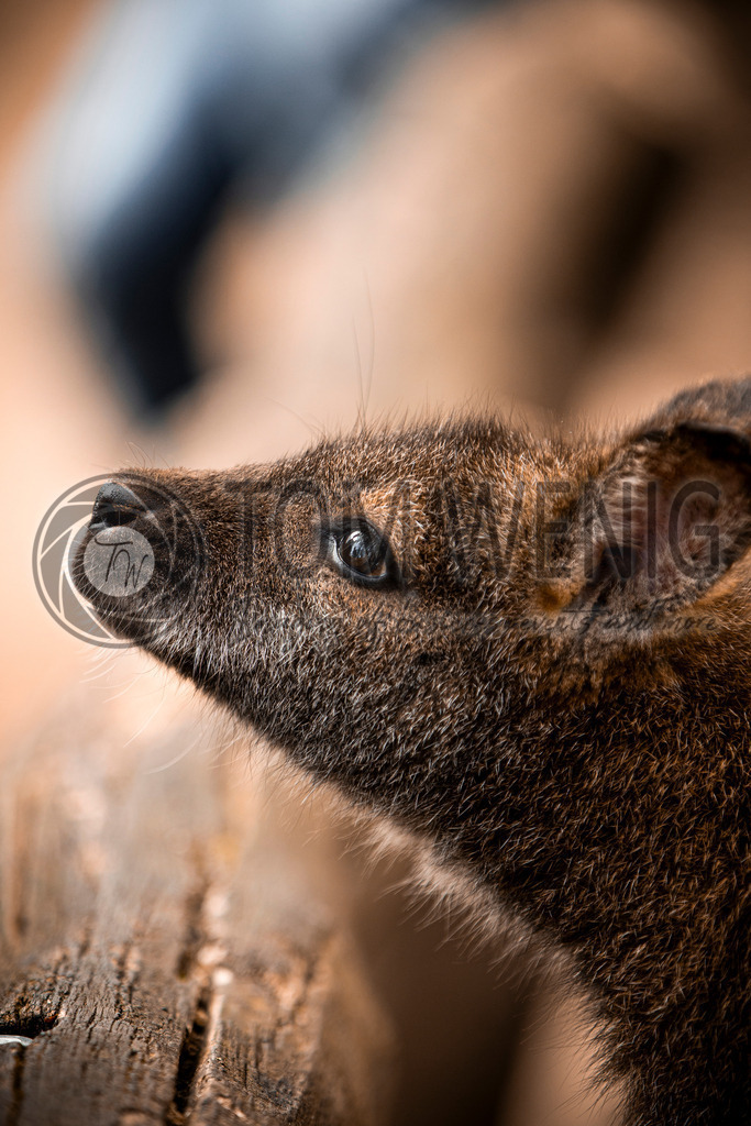 IMG_4258 | Fotos:
Tom Wenig
https://www.tomwenig.de - Realisiert mit Pictrs.com