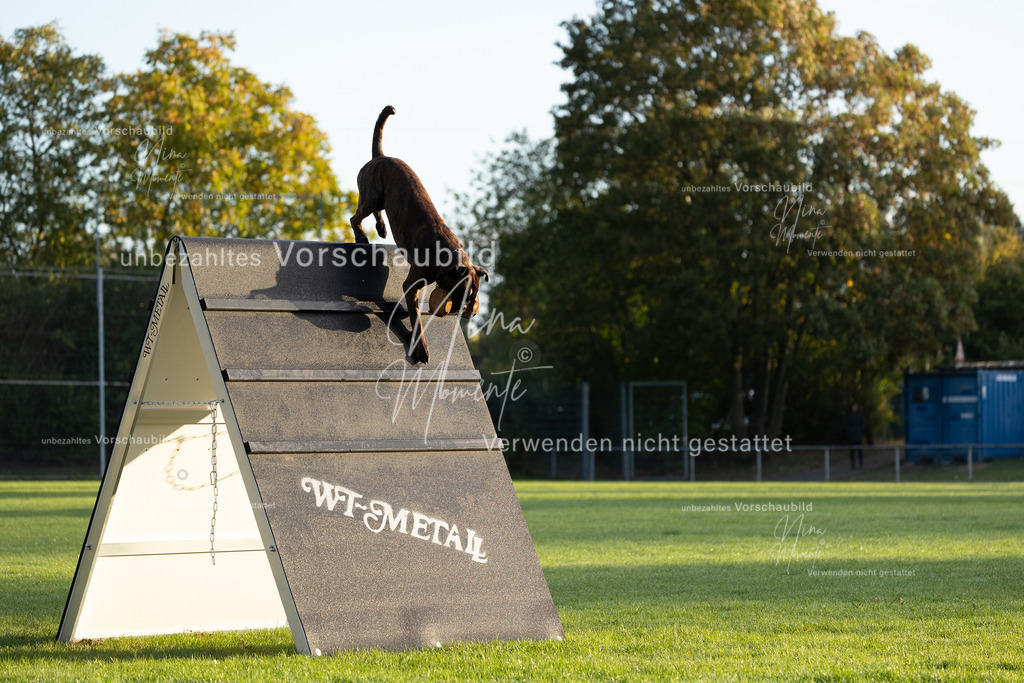 _16A5971 | Einzigartige Fotos von Hunden & Menschen –Actionfotos, Portraits, Vereinsaufnahmen & Paarshootings – authentisch, lebendig & mit Herz.