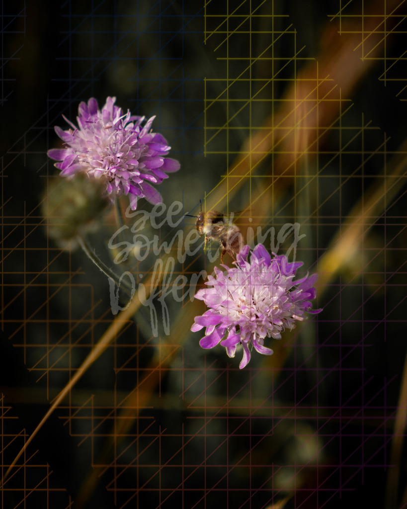 XE5G0027 | See something different - Realisiert mit Pictrs.com