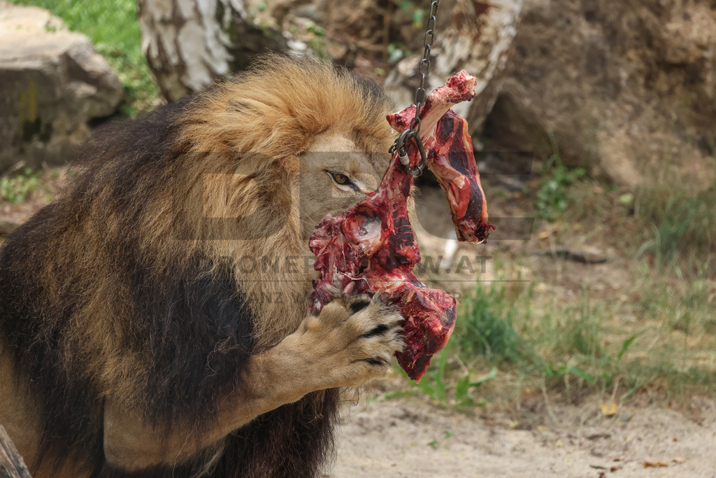 Lion Feeding at Tierpark Herberstein | A lion feeding at Tierpark Herberstein in Styria, Austria. The scene shows impressive big cats during feeding time and offers visitors a close look at the behavior, power and presence of lions in the zoo environment // Ein Löwe bei der Fütterung im Tierpark Herberstein in der Steiermark, Österreich. Die Szene zeigt die eindrucksvolle Großkatze während der Fütterungszeit und ermöglicht Besuchern einen hautnahen Einblick in das Verhalten, die Kraft und die Präsenz der Löwen in der Zooumgebung. - Realisiert mit Pictrs.com