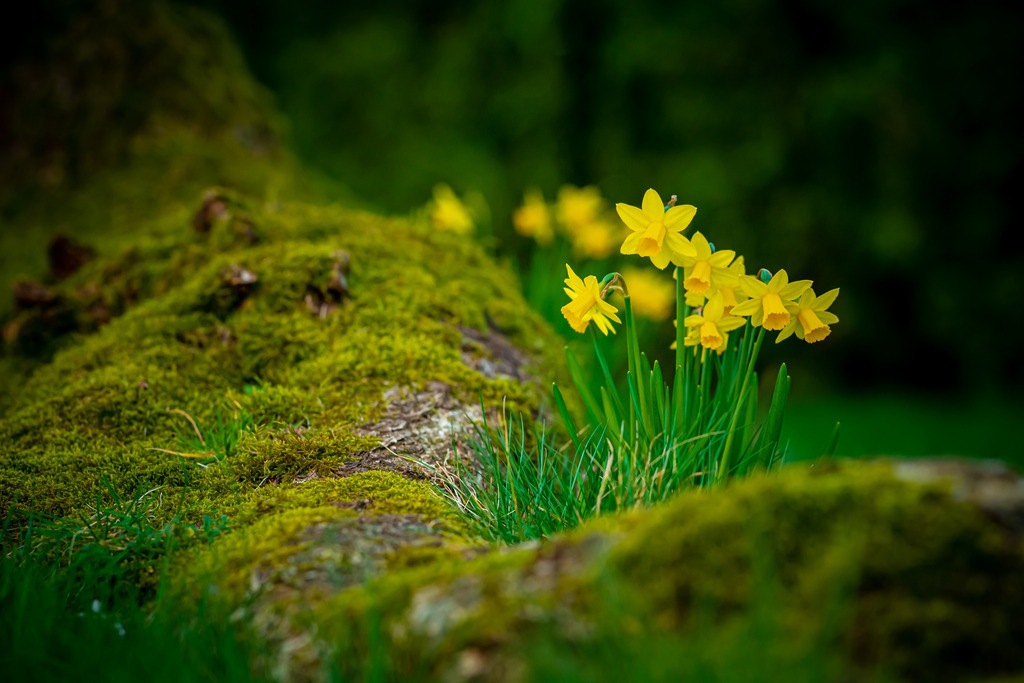 Osterblumen zwischen Moos | Das Bild zeigt eine Gruppe von gelben Narzissen, die aus dem grünen Moos sprießen. Die zarten Blütenblätter der Narzissen sind leuchtend gelb und bilden einen schönen Kontrast zum dunkleren Grün des Mooses im Hintergrund. Eine perfekte Kulisse. Insgesamt erzeugt das Bild ein Gefühl von Frühling, Vitalität und natürlicher Schönheit.