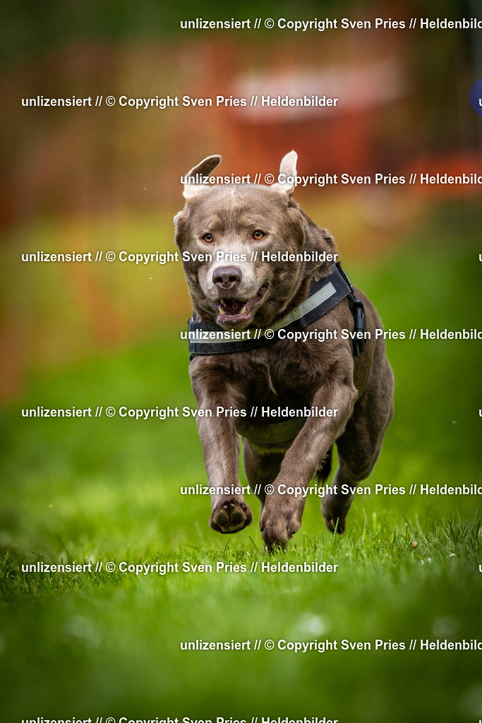 Sven Pries | 2025-04-13 - Hunderennen Baden-Baden - Realisiert mit Pictrs.com