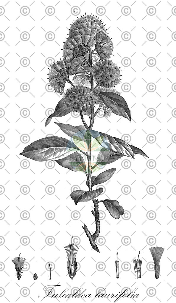 HistAbb_2494_1_FLORAD_SIMPLE | Historische Abbildung von Fulcaldea laurifolia - Asteraceae | Historical Illustration of Fulcaldea laurifolia - Asteraceae