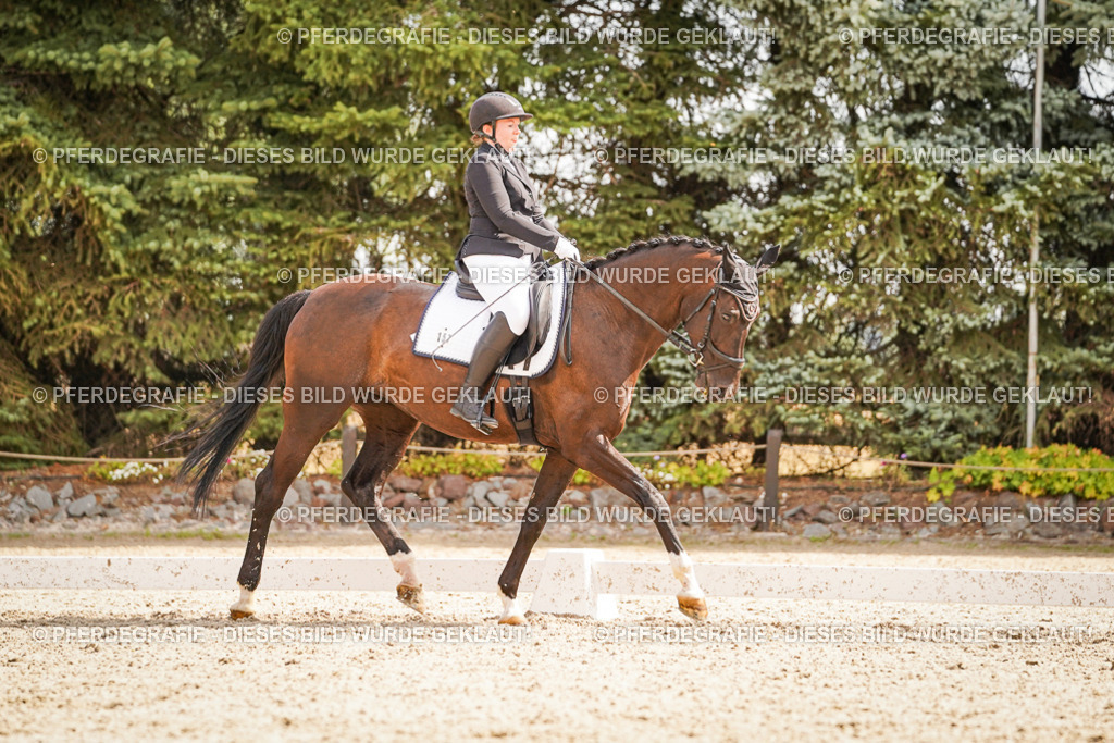 DSC01553 | Pferdegrafie