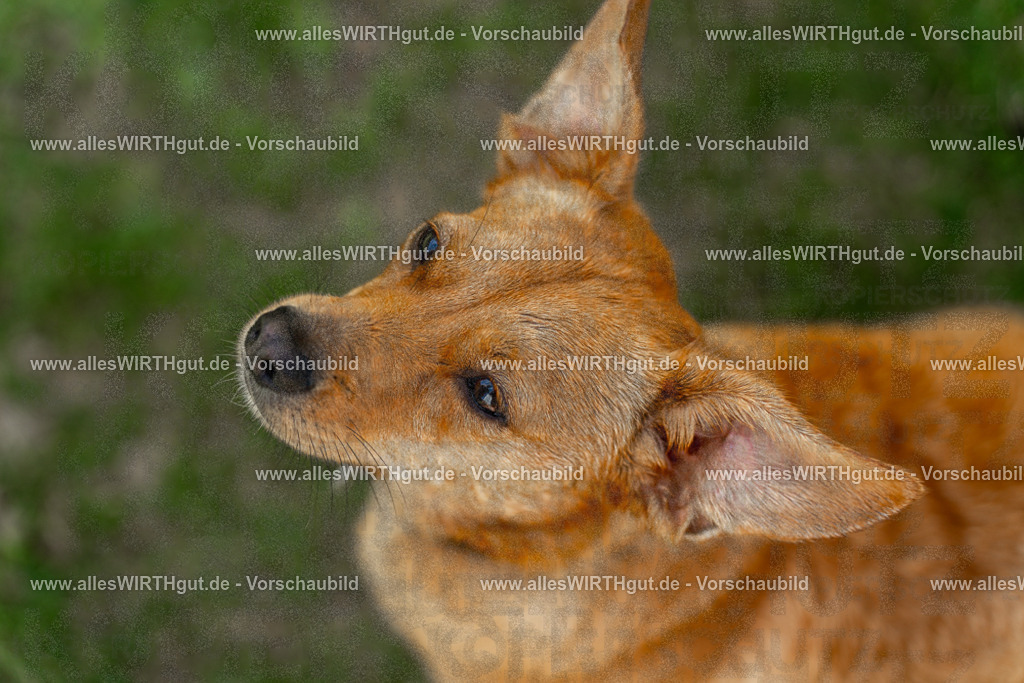 Hundeschwimmen_Volksbad_2026-allesWIRTHgut_Tierfotografie-2609061204-111404-7R500133 | Professionelle Tierfotografie in Mönchengladbach von Daniel Wirth (allesWIRTHgut). Liebevolle & natürliche Bilder von Hunden & Katzen für unvergessliche Erinnerungen.