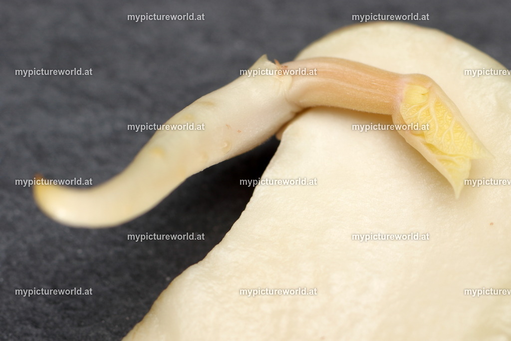 Feuerbohne-004 | Samen mit Keimling - Realized with Pictrs.com