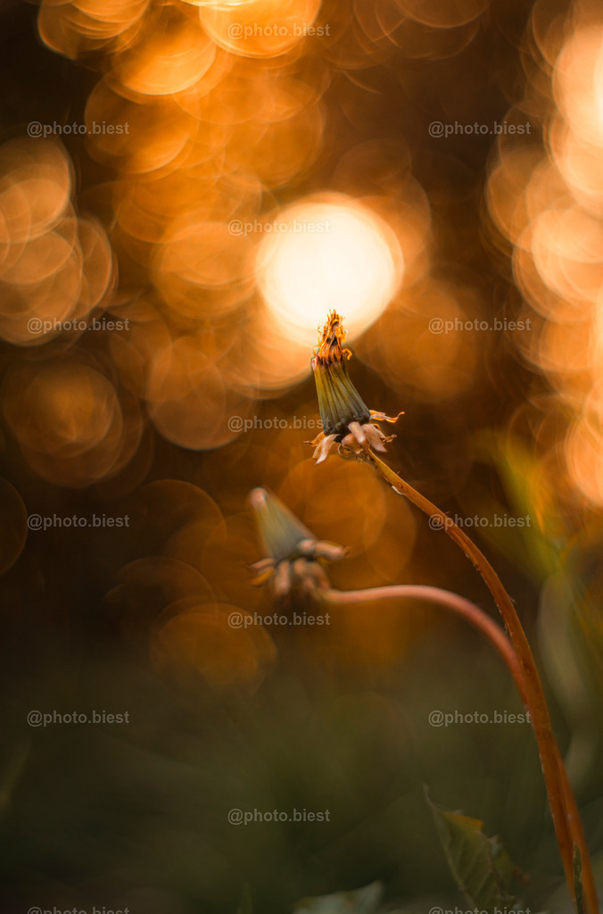 IMGC1792 | photobiest - Realisiert mit Pictrs.com
