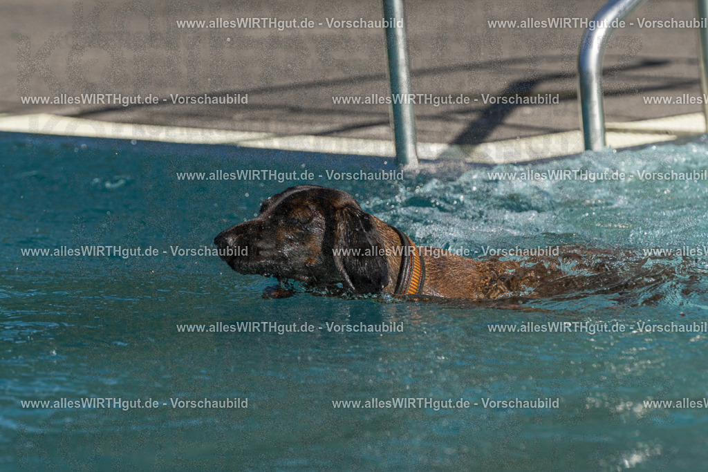 Hundeschwimmen_Volksbad_2026-allesWIRTHgut_Tierfotografie-2609061606-FAY07360 | Professionelle Tierfotografie in Mönchengladbach von Daniel Wirth (allesWIRTHgut). Liebevolle & natürliche Bilder von Hunden & Katzen für unvergessliche Erinnerungen.