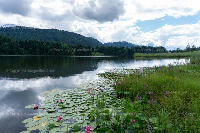 Seerosen_Teich | Fotografie Photography Dresden Photoshooting  Fotoshooting Fotografin Dresdencity Bilder  Foto Dresdenvideos Kalender Postkarten Bilderdownload Portrait Hochzeitsfotografie Familienfotos Bewerbungsbilder Studiofotografie Fotograf Dresdenbilder Business - Realisiert mit Pictrs.com