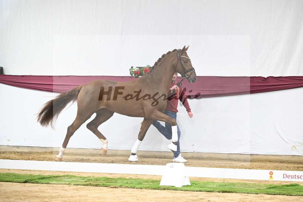 Kat-Nr. 49 Johnny Depp x San Amour I_MH Pferdezucht u. -sport GmbH_47251814 | hf-fotografie - Realisiert mit Pictrs.com