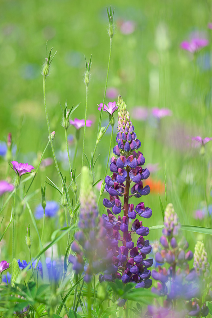 Lupinen im Sommerbeet | Blauviolett erheben sich die Kerzen der Lupinenblüten aus dem Sommerbeet. Die Gräser und Blüten drumherum verschwimmen in duftigen Grüntönen. — Auflösung des Originals: 5504 x 8256 px. - Realisiert mit Pictrs.com