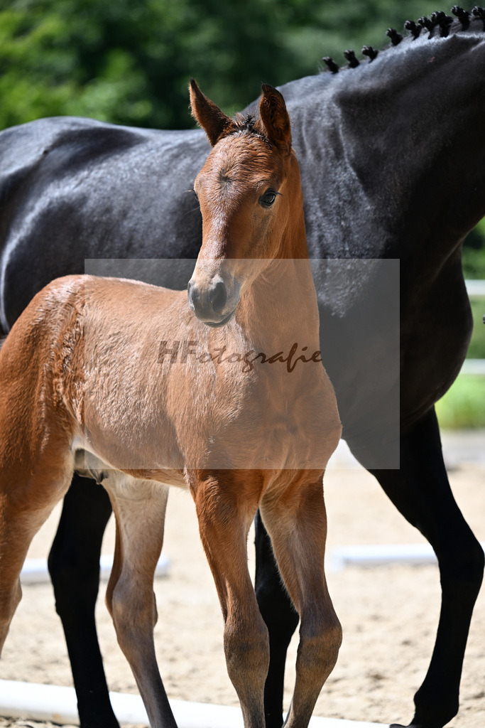Kat-Nr. 24 Veneno x For Romance I_HF_S u S Dressage__20251079 | hf-fotografie - Realizzato con Pictrs.com