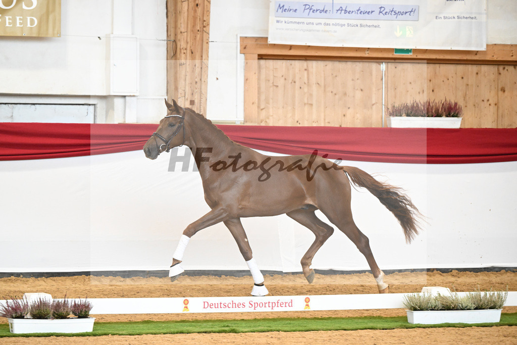 Kat-Nr. 27 Dynamic Dream x Fuerst Jazz_Tebbel_47240511 | hf-fotografie - Realizzato con Pictrs.com