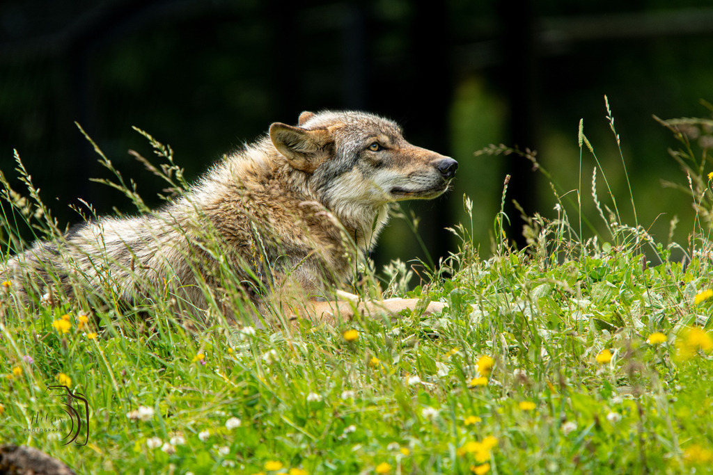 Tierpark Arth-Goldau-9093-Verbessert-RR | Holzisphotography, Landschaftsfotografie, Wildlifefotogorafie - Realisiert mit Pictrs.com