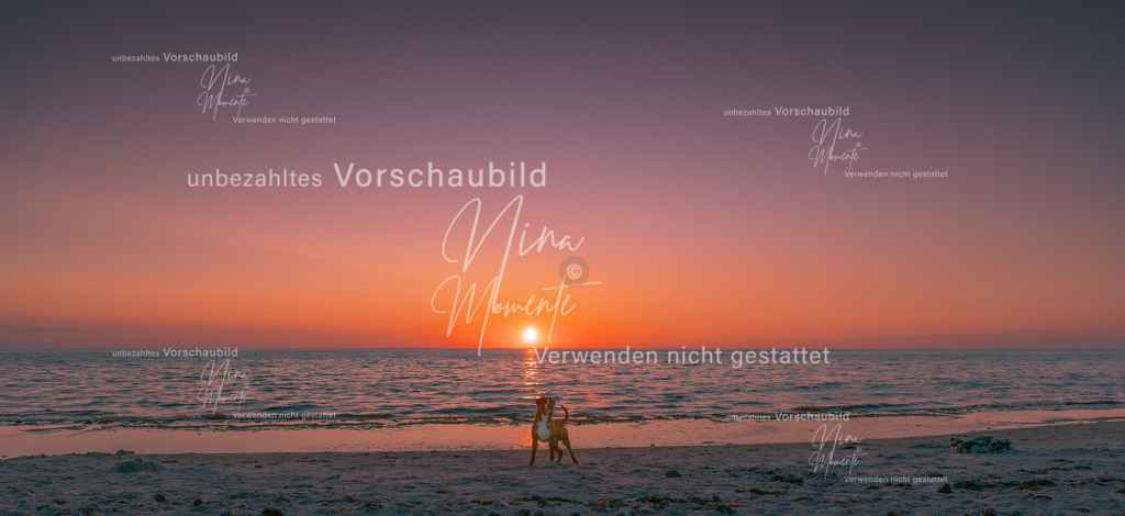 aufwendig bearbeitet | Einzigartige Fotos von Hunden & Menschen –Actionfotos, Portraits, Vereinsaufnahmen & Paarshootings – authentisch, lebendig & mit Herz.