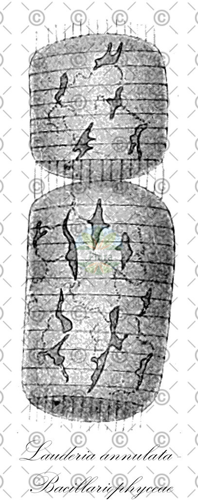 HistAbb_wfo-0000443814_1_ENZY_Simple | Historische Abbildung von Lauderia annulata - Bacillariophyceae - | Historical Illustration of Lauderia annulata - Bacillariophyceae - 