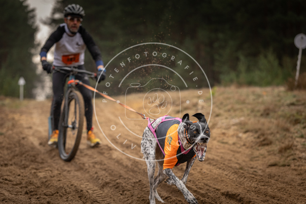 Pfotenfotografie_DV3A4822 | Hundefotografie, Tierfotograf, Pfotenfotografie, Fotoshooting Hund, Hunde Portrait, Hundesport, Hundeportraits, Heideshooting, Hunde, Sportfotograf, Hundefotograf, Turnierhundsport, THS,  - Realisiert mit Pictrs.com