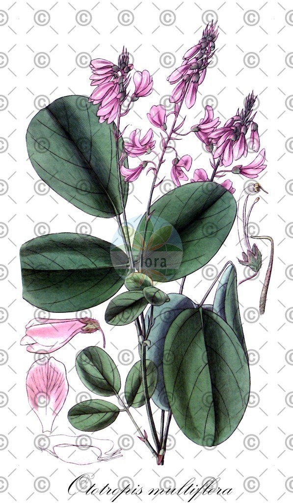 HistAbb_wfo-0000384602_1_ENZY_Simple | Historische Abbildung von Ototropis multiflora - Fabaceae | Historical Illustration of Ototropis multiflora - Fabaceae