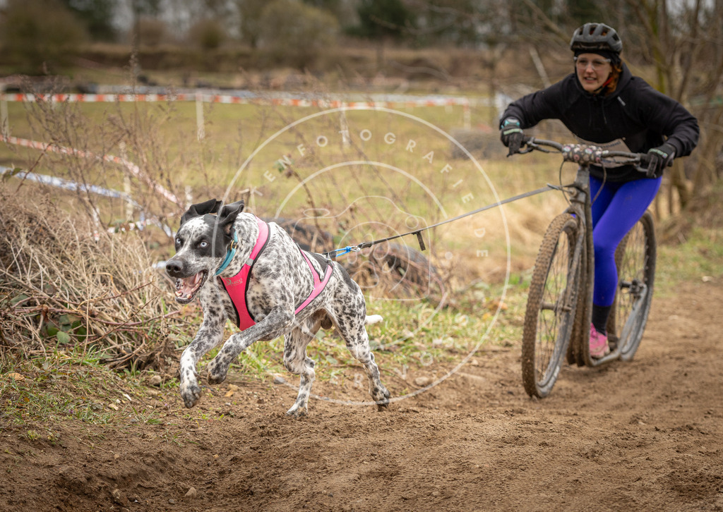 DV3A1296 | Hundefotografie, Tierfotograf, Pfotenfotografie, Fotoshooting Hund, Hunde Portrait, Hundesport, Hundeportraits, Heideshooting, Hunde, Sportfotograf, Hundefotograf, Turnierhundsport, THS,  - Realisiert mit Pictrs.com