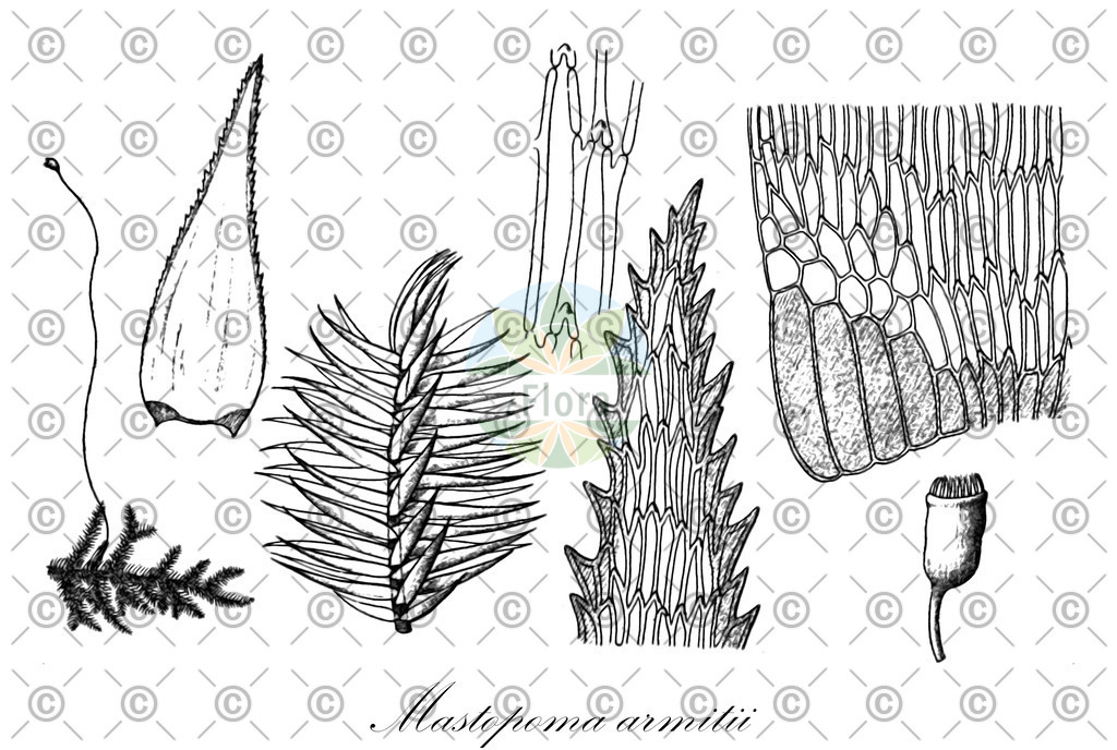 HistAbb_wfo-0000372288_1_ENZY_Simple | Historische Abbildung von Mastopoma armitii - Pylaisiadelphaceae | Historical Illustration of Mastopoma armitii - Pylaisiadelphaceae