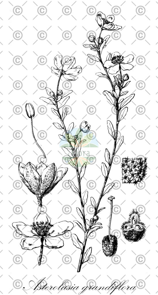 HistAbb_wfo-0000292500_1_ENZY_Simple | Historische Abbildung von Asterolasia grandiflora - Rutaceae | Historical Illustration of Asterolasia grandiflora - Rutaceae