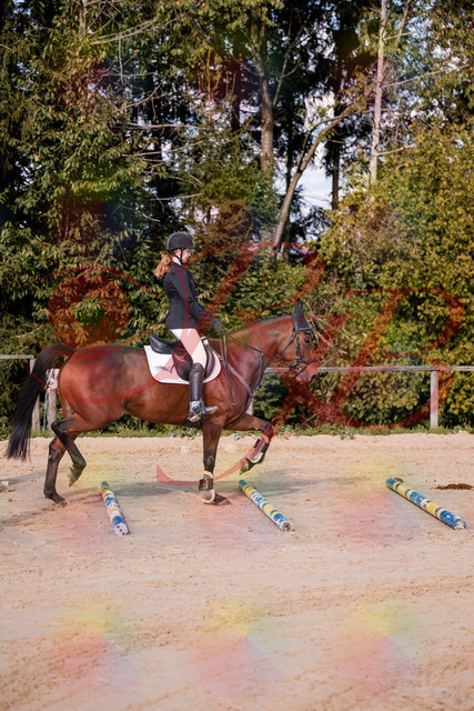 2026_10_03_Siefer-Hof_143436_Z81_02452322 | Professionelle Reitsport-, Turnier- und Eventfotografie von Robert Broda. Galerien mit ausgewählten und bearbeiteten Bildern direkt online ansehen und bestellen.