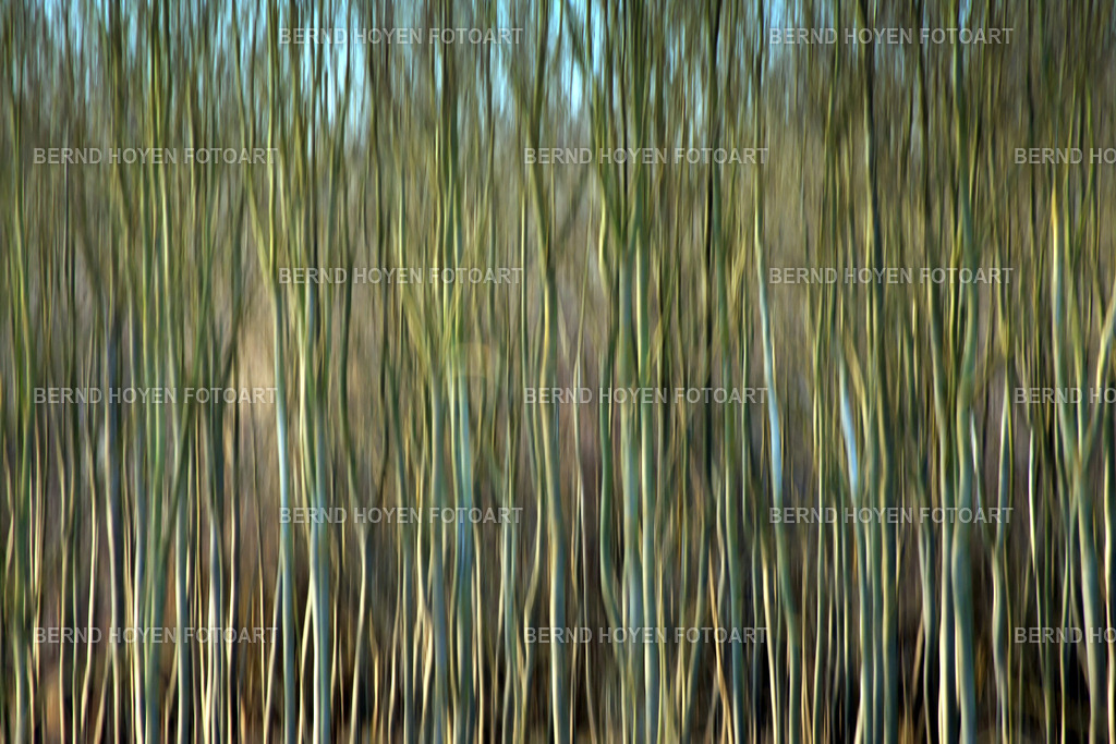 the curtain | Fotografie einiger Bäume in der Rheinau, Deutschland.Die Aufnahme entstand durch Langzeitbelichtung und Mitziehen der Kamera (ICM / Wischtechnik). Durch nachträgliche Bildbearbeitung wurde ein märchenhafter Effekt erzielt. | Photograph of some trees in Rheinau, Germany.The image was created using a long exposure and panning the camera (ICM / panning technique). Post-processing was used to achieve a fairy-tale effect. - Realisiert mit Pictrs.com