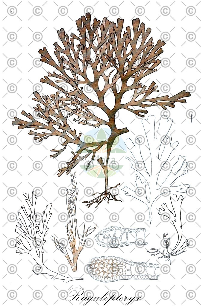HistAbb_wfo-0001065861_1_ENZY_Simple | Historische Abbildung von Rugulopteryx - Dictyotaceae (0) | Historical Illustration of Rugulopteryx - Dictyotaceae (0)