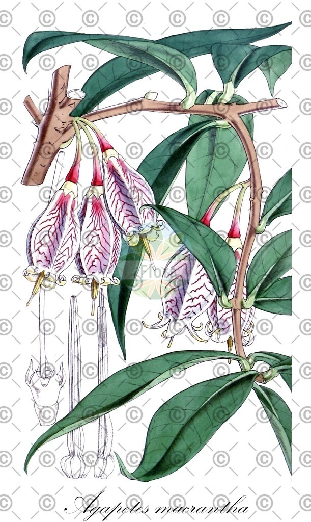 HistAbb_wfo-0000523066_1_ENZY_Simple | Historische Abbildung von Agapetes macrantha - Ericaceae | Historical Illustration of Agapetes macrantha - Ericaceae