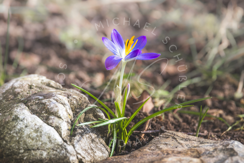 2025-02-21 Hemmingen Krokus u Biene 022 | Schwotte Media - Realisiert mit Pictrs.com
