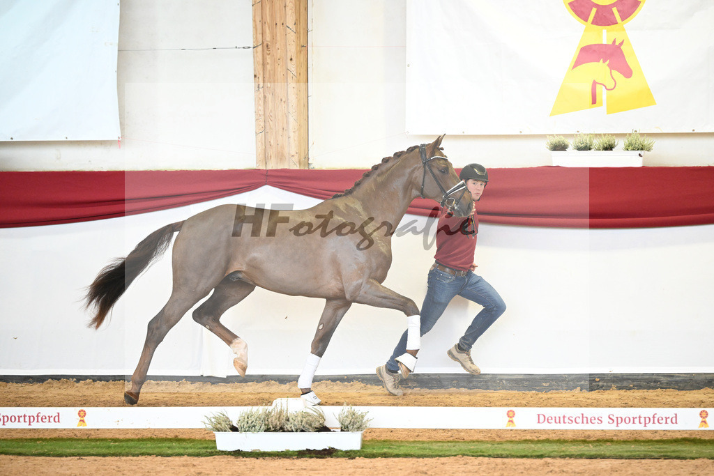 Kat-Nr. 51 Va Bene x Florencio I_Hau_47241676 | hf-fotografie - Realizzato con Pictrs.com
